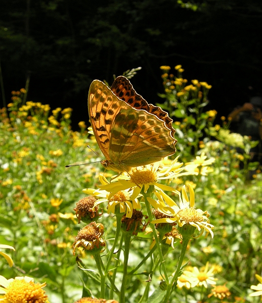 Argymnis pandora? - Argynnis paphia